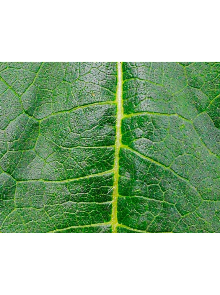 Colorant liquide vert feuille – Nature et fraîcheur pour vos bougies