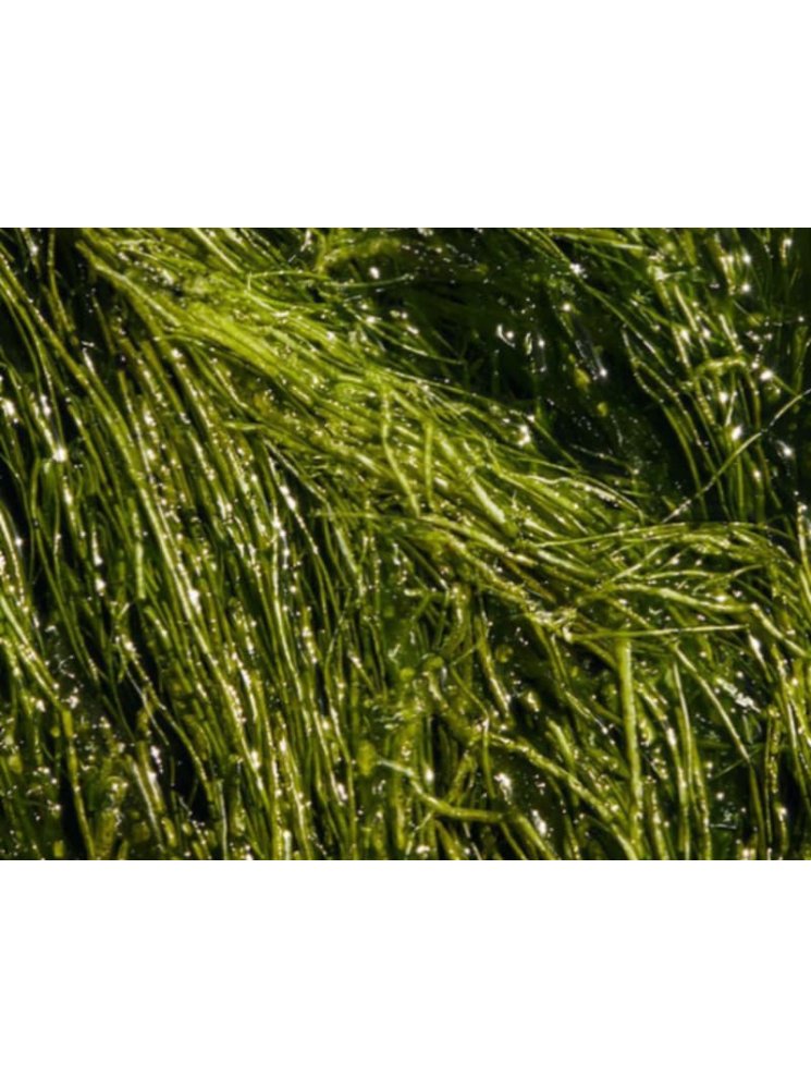 Blue Liquid Dye – Soothing, Long-Lasting Color for Your Candles