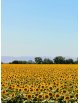Cire de tournesol pour bougies coulées – KERAGREEN, 100% végétale