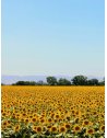 Cire de tournesol pour bougies coulées – KERAGREEN, 100% végétale