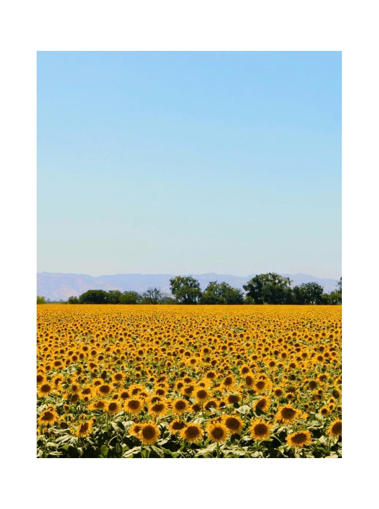 KERAGREEN Sunflower Wax for candles