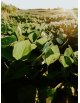 Cire de Soja pour bougie – Bougies en contenant C-EU