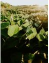 Cire de soja en plaque pour bougie - KERAGREEN